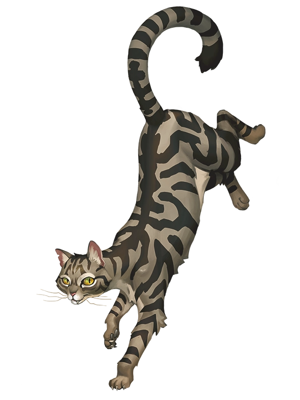 欧洲斑猫