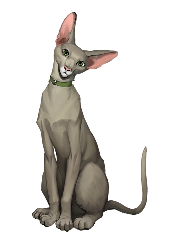 东方短毛猫